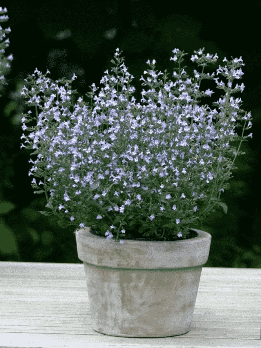 Душевик котовниковый Blue Cloud