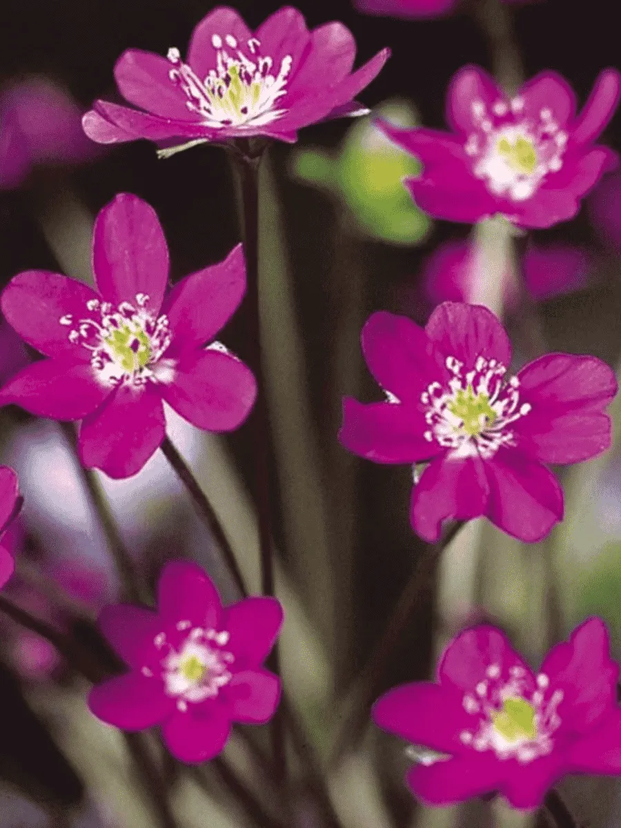 Печеночница японская Red Forest Hybrids