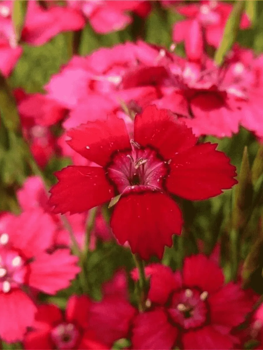 Гвоздика травянка Cherry Red