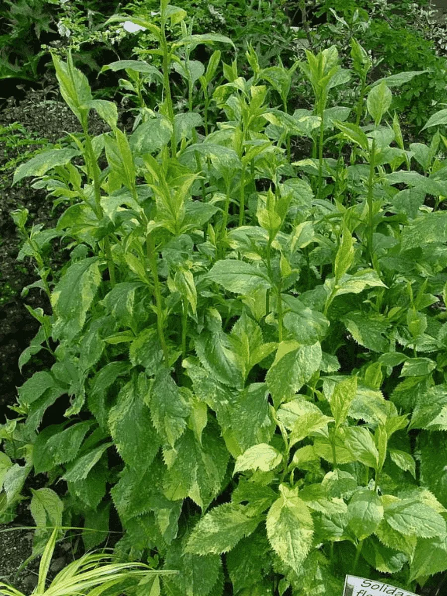 Солидаго  извилистостебельный Variegata