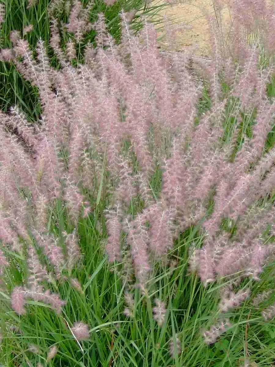 Пеннисетум восточный Flamingo