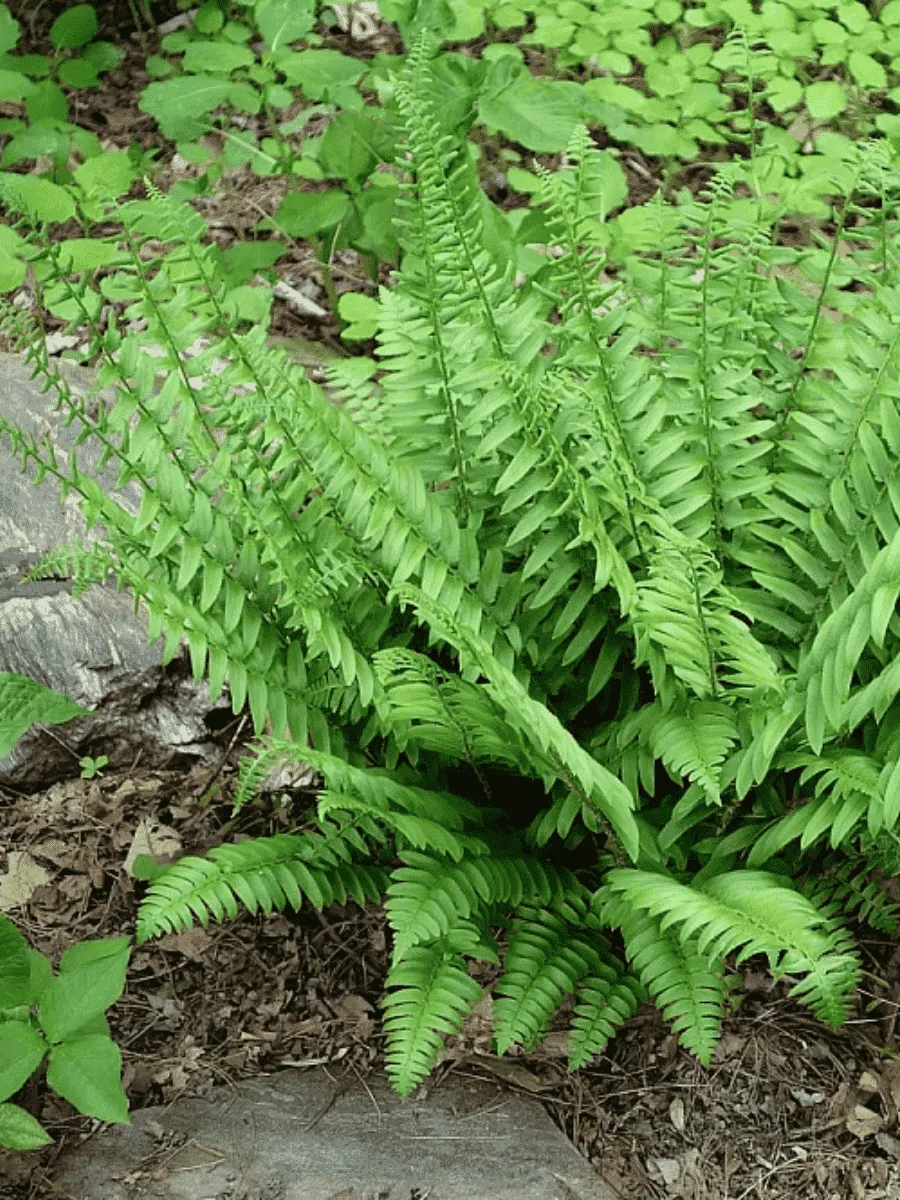 Многорядник верхоплодный