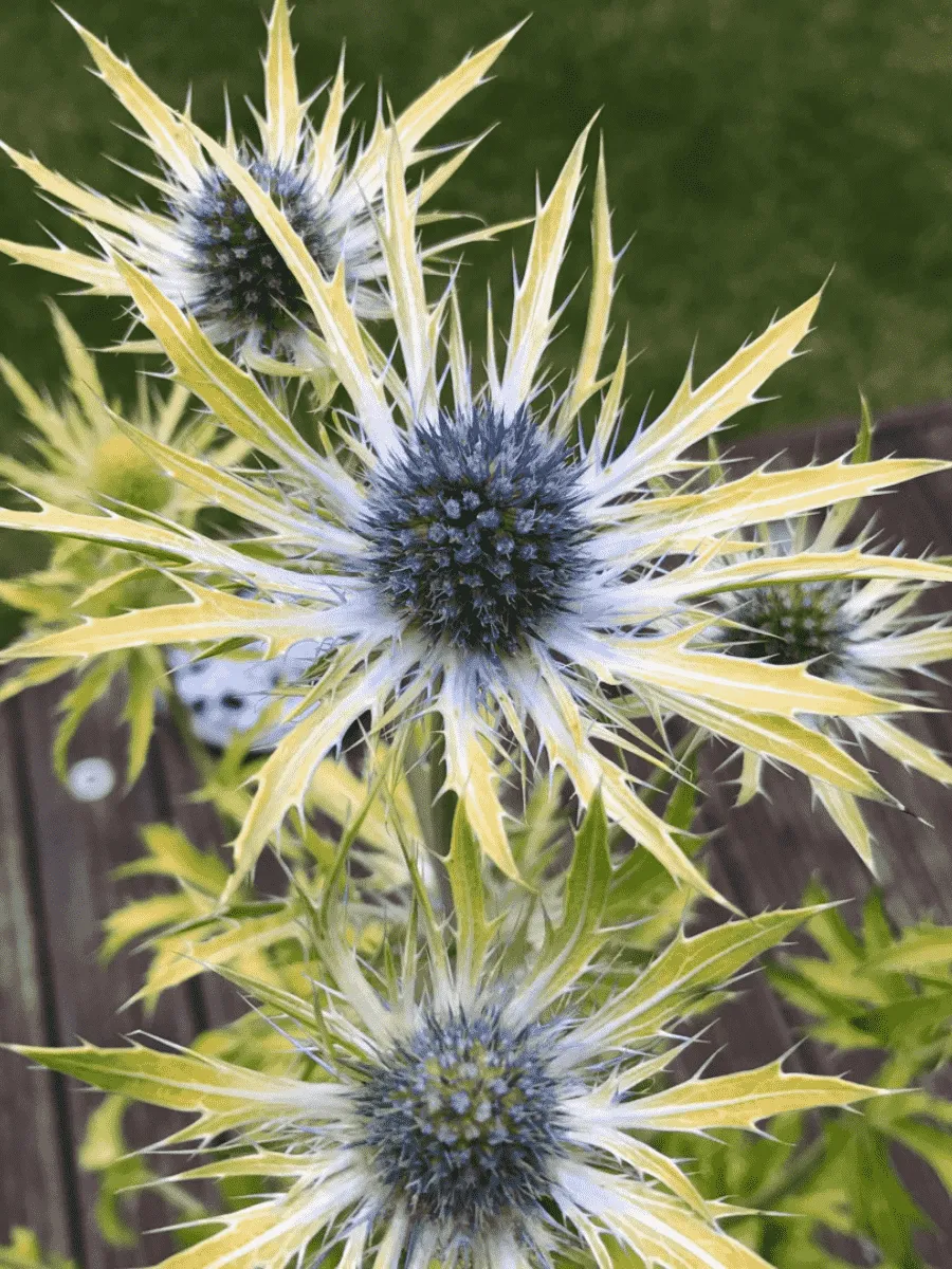 Синеголовник гибридный Neptune's Gold