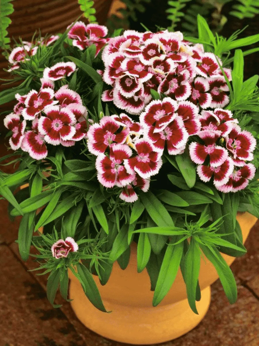 Гвоздика Dart Red Picotte