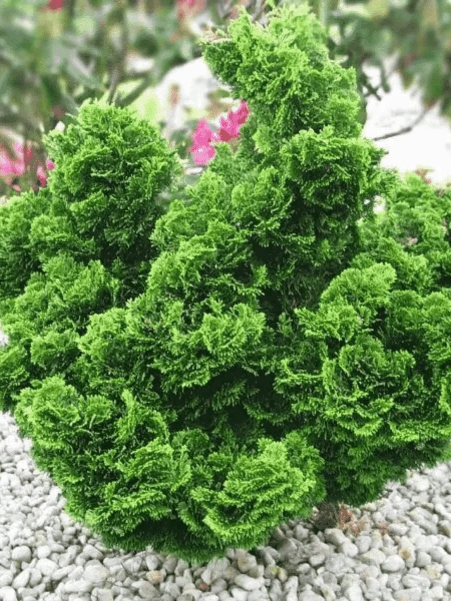 Кипарисовик тупой Nana Gracilis Bont