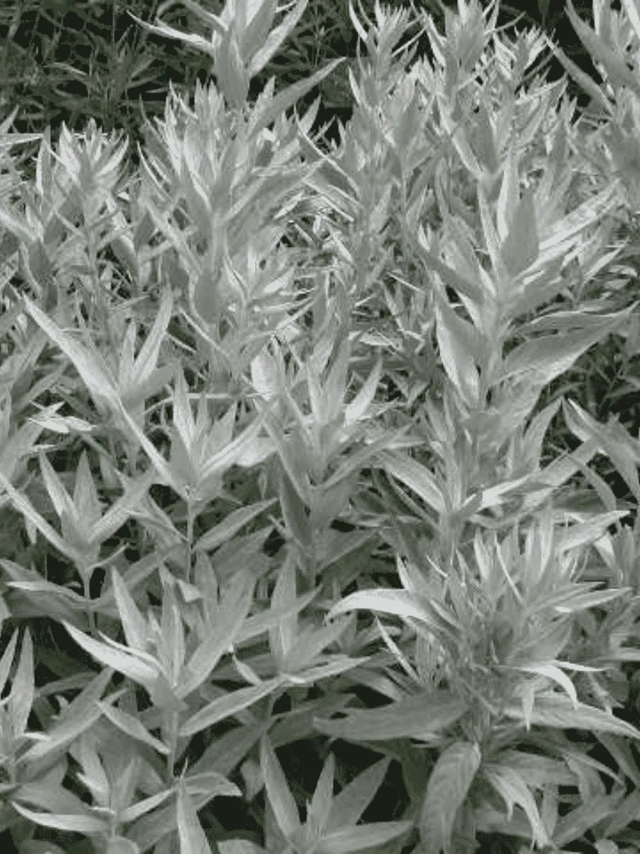 Полынь людовика Valerie Finnis