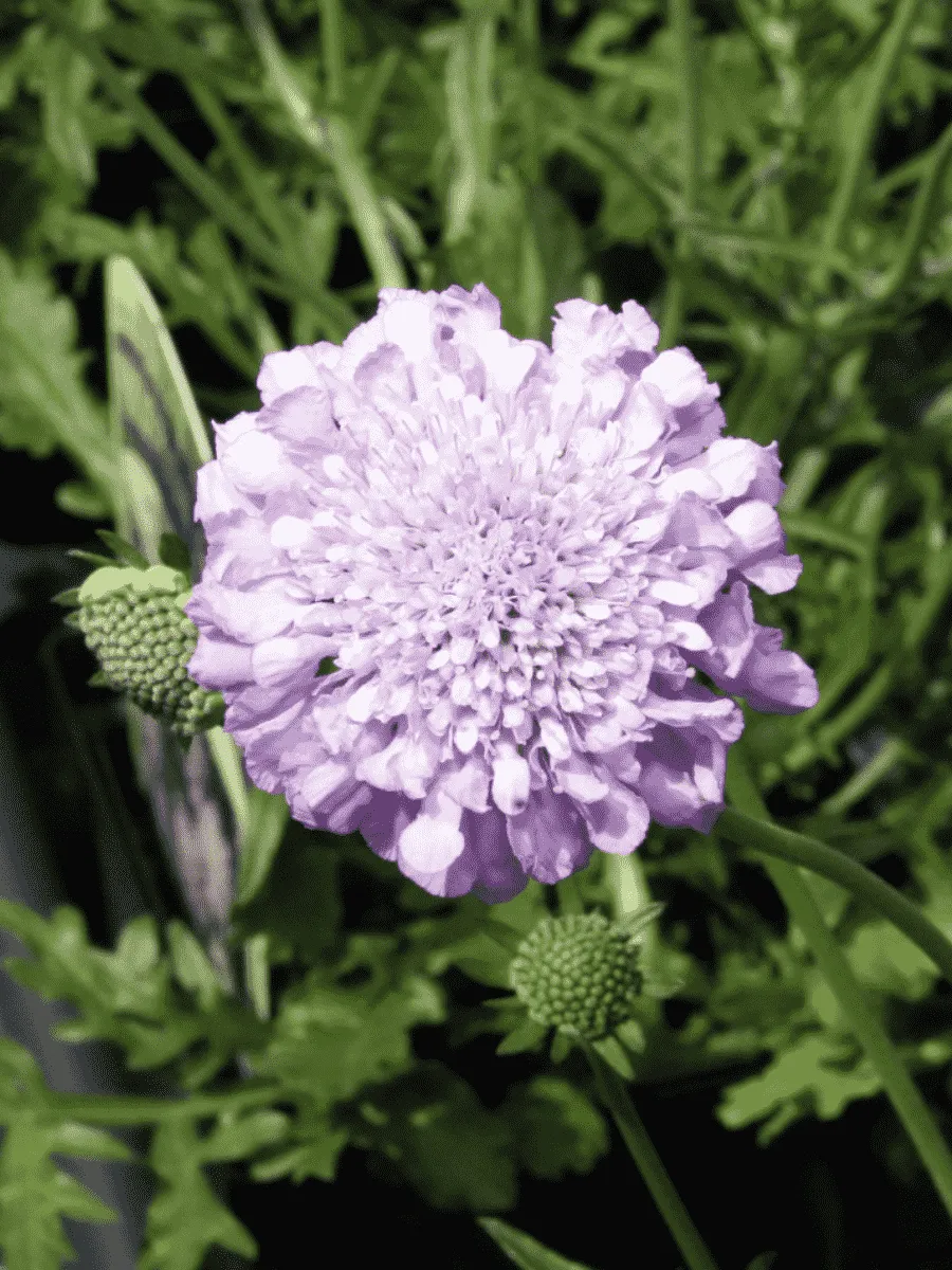 Скабиоза  голубиная Pink Mist