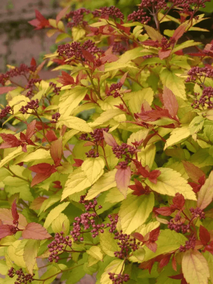 Спирея японская Magic Carpet