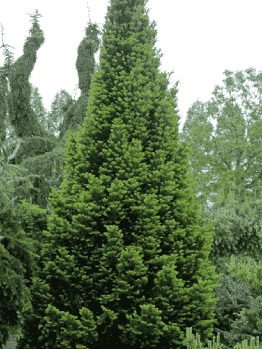 Пихта белая Pyramidalis