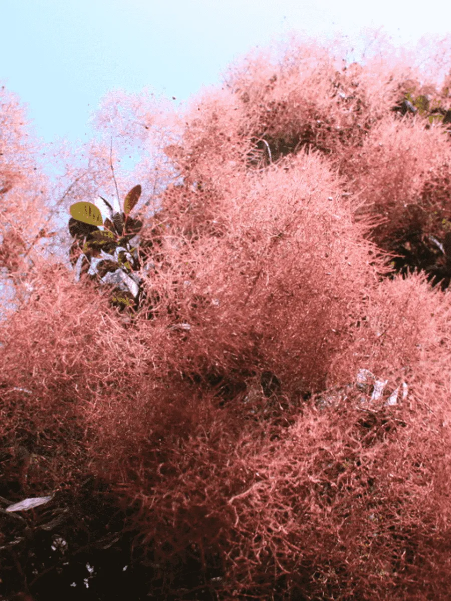 Скумпия кожевенная Foliis Purpureis