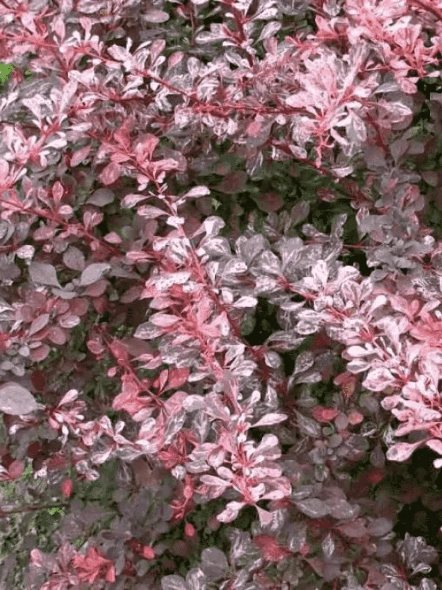 Барбарис Тунберга Pink Perfection