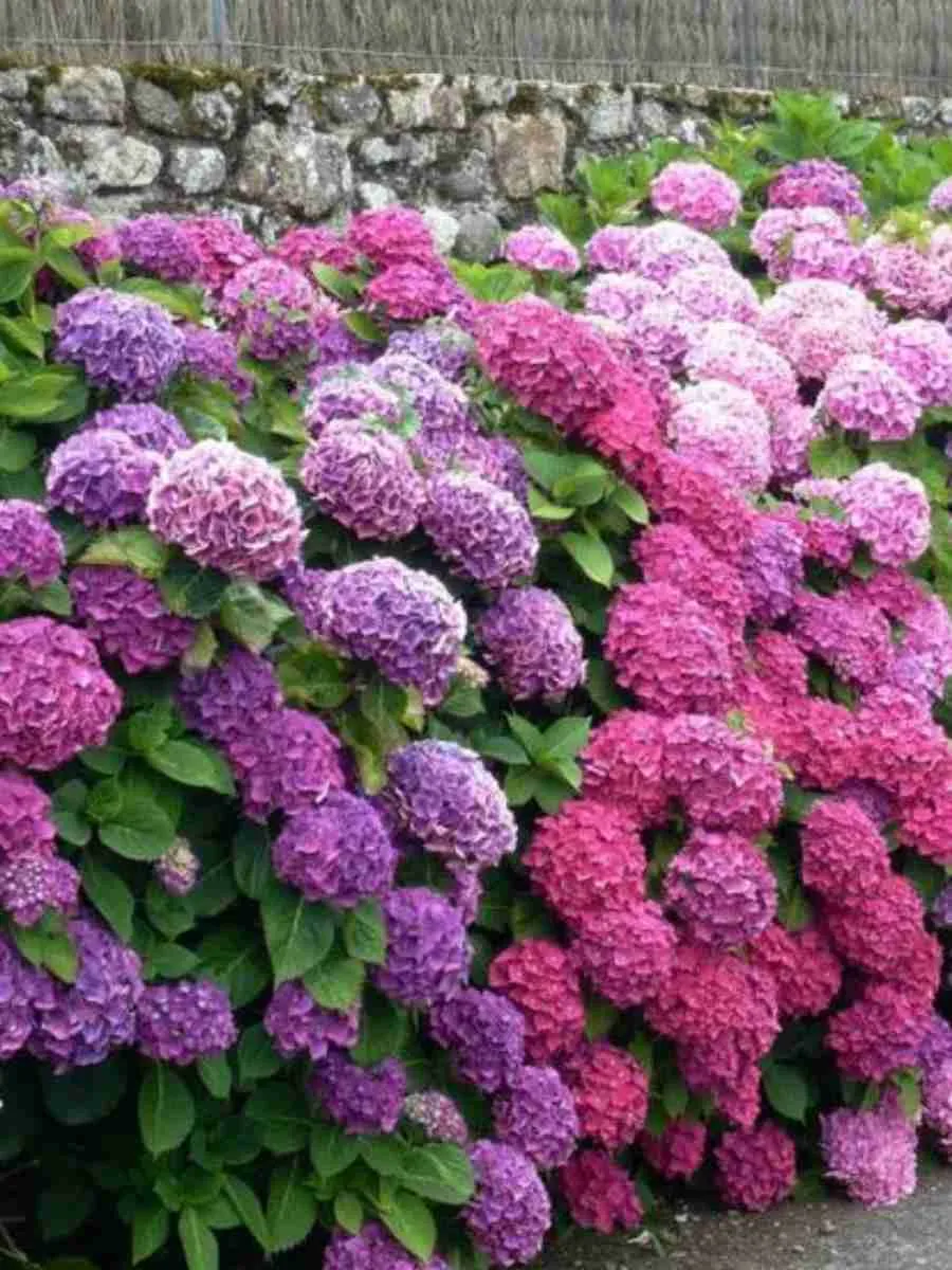 Гортензия древовидная Mix