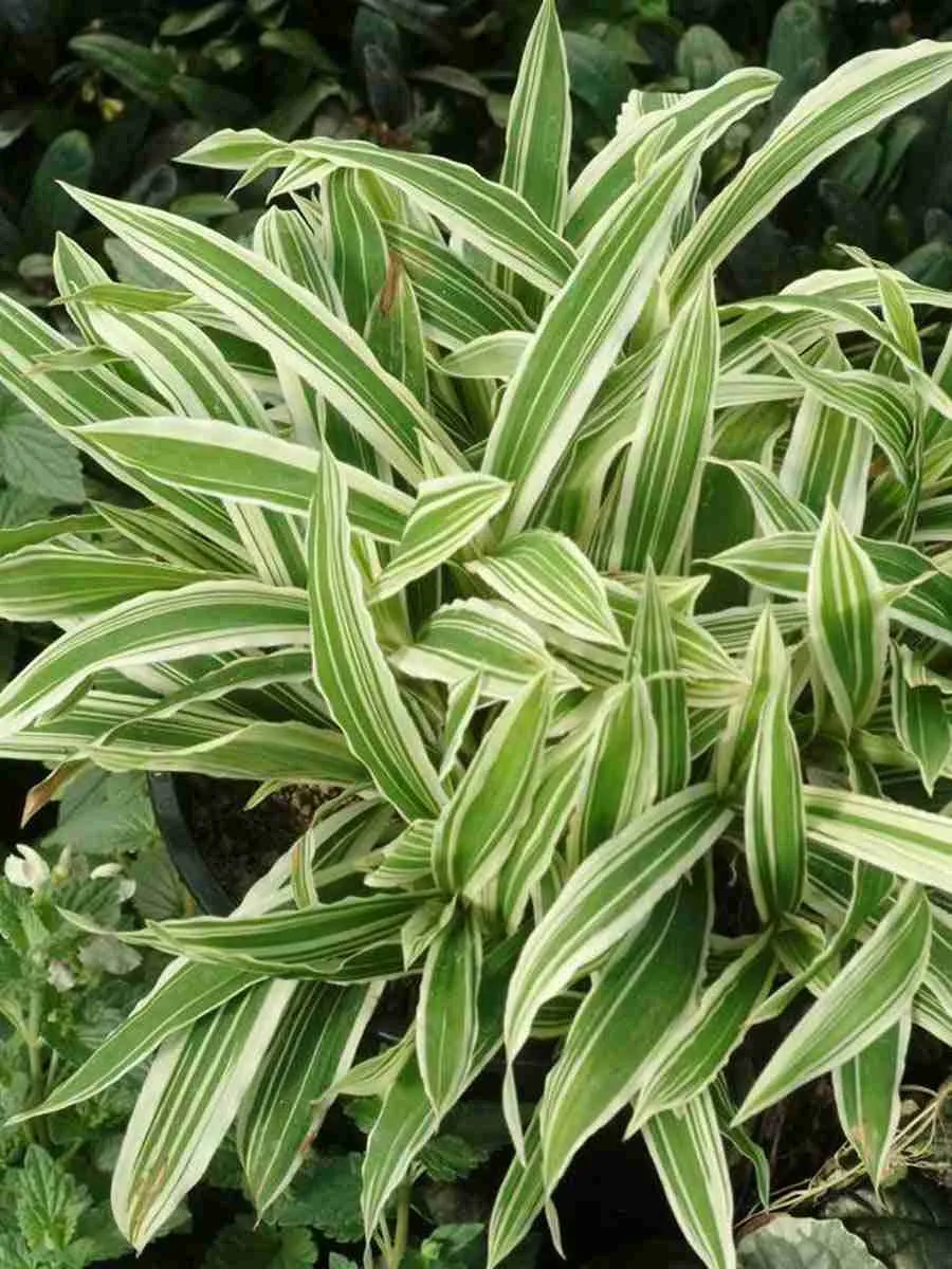 Осока килиомаргината Treasure Island