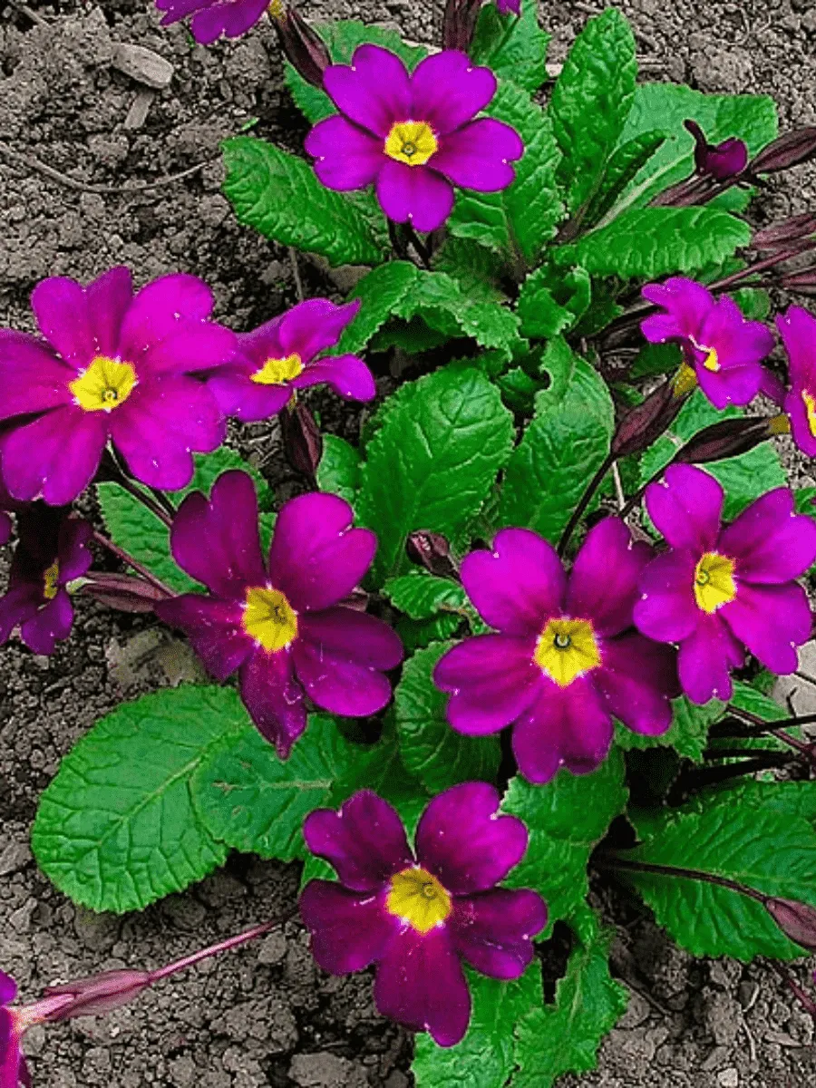 Примула Юлии Wanda