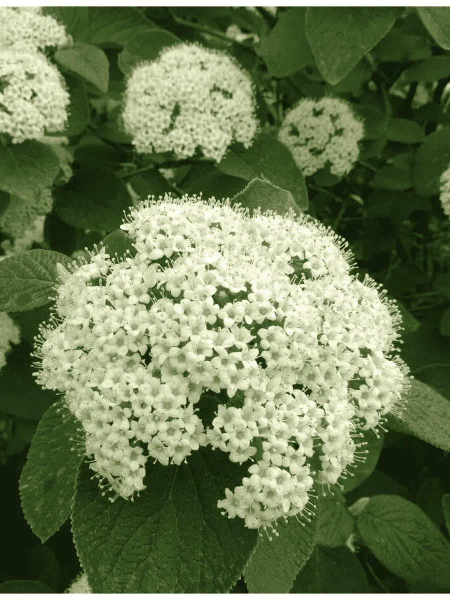 Калина гордовина