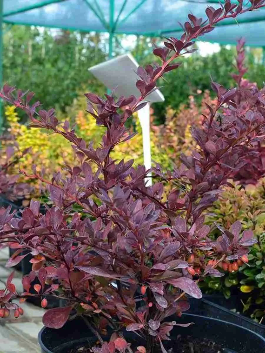 Барбарис Тунберга Pygmy Ruby