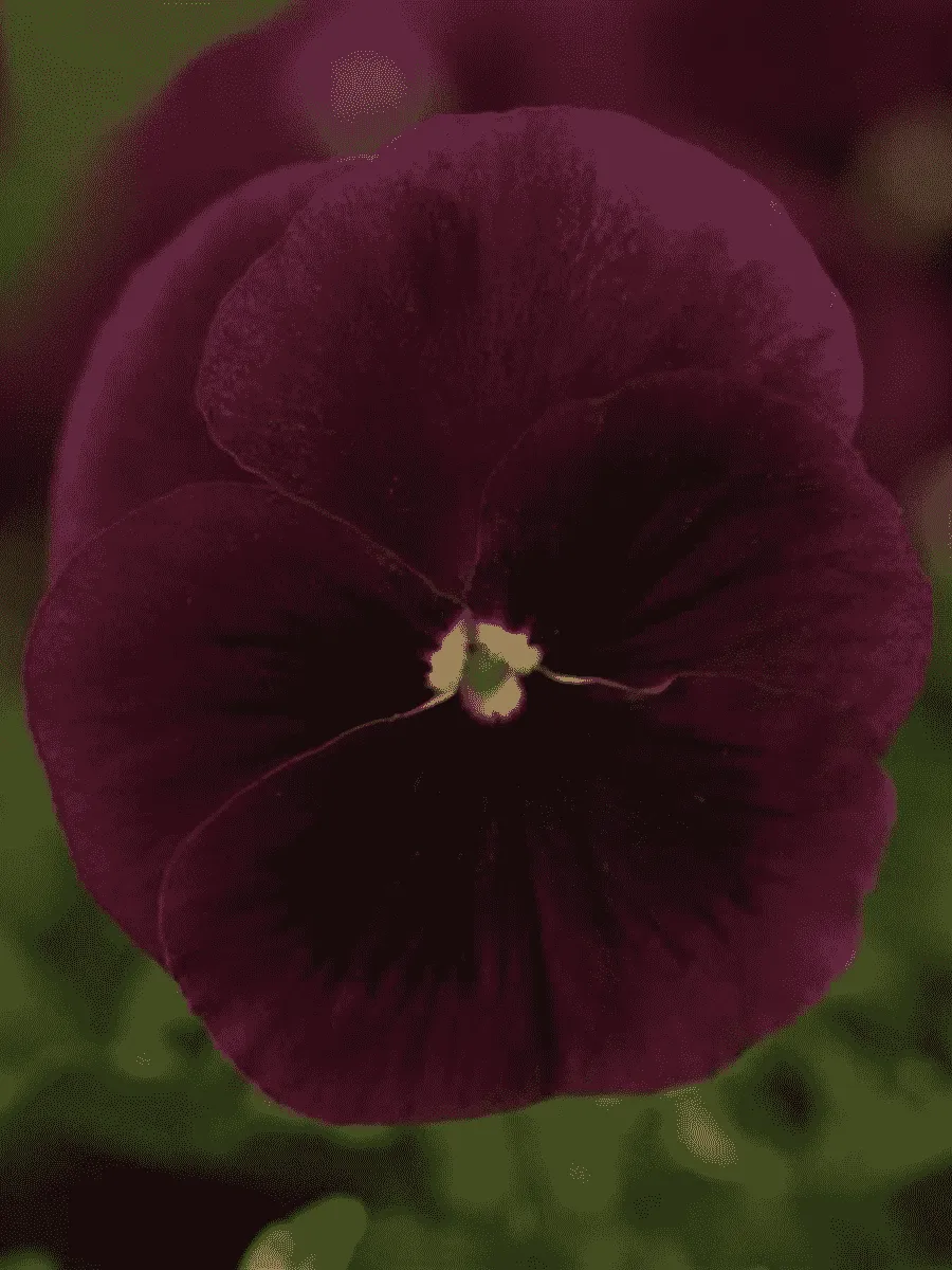 Виола рогатая Sorbet XP Rose Blotch