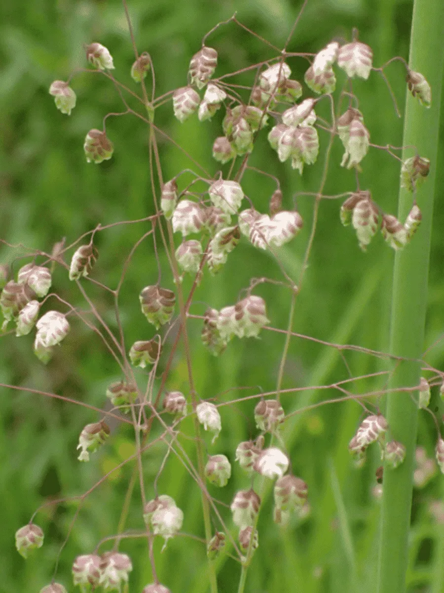 Трясунка средняя