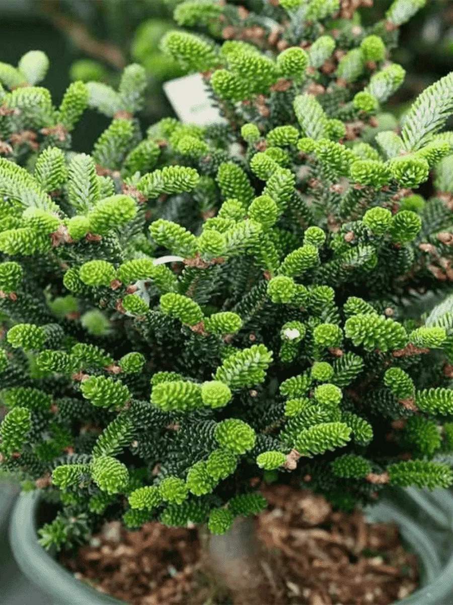 Пихта корейская Oberon