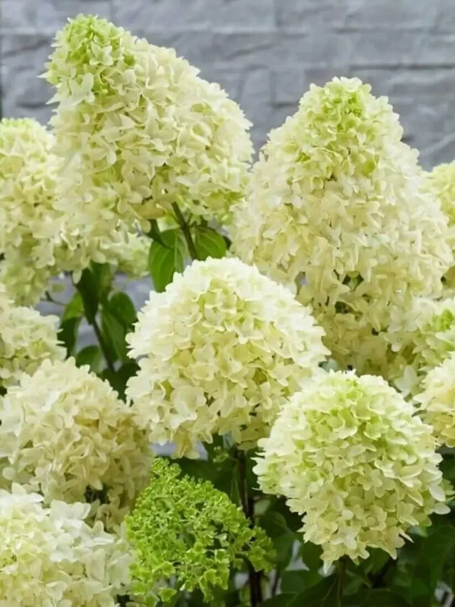 Гортензия метельчатая Skyfall