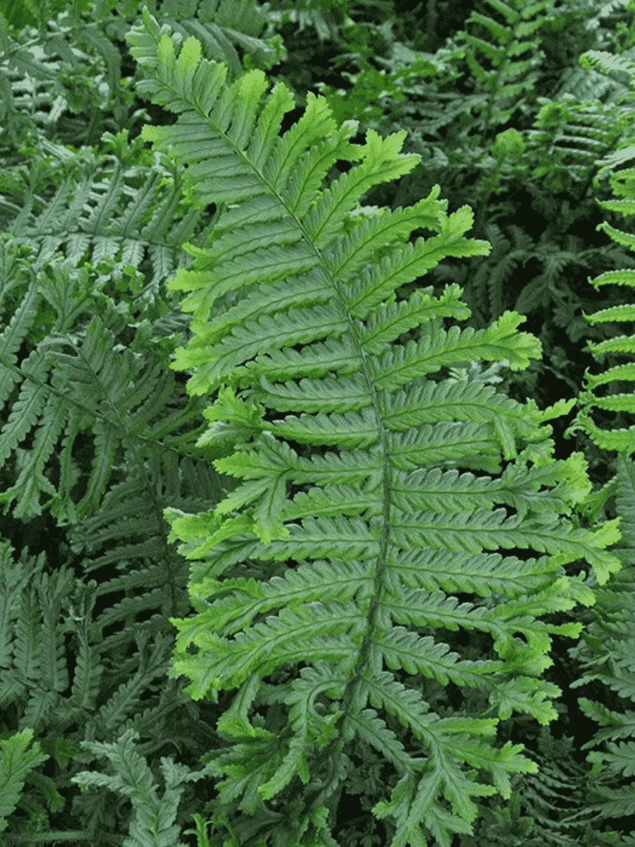 Щитовник  родственный Polydactila Dadds