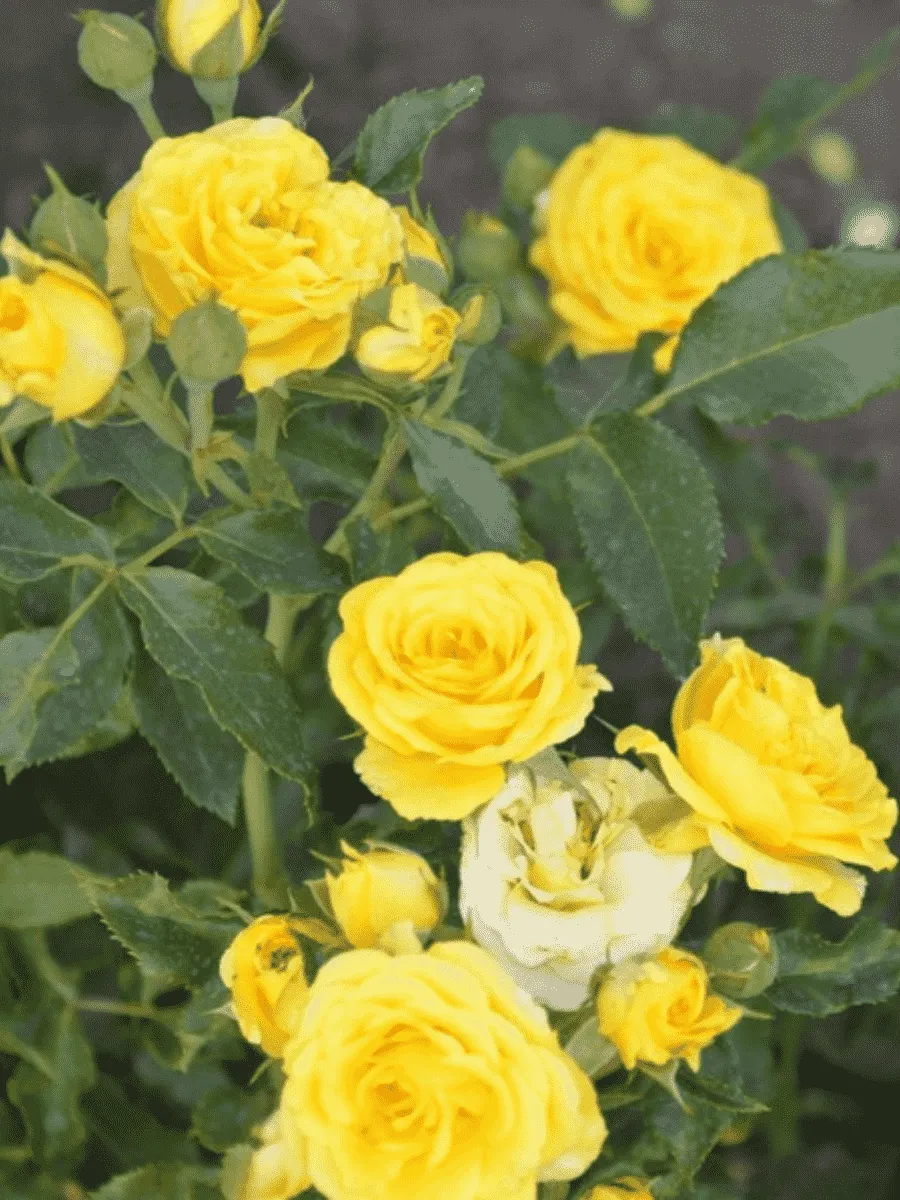 Роза Миниатюрная Yellow Baby