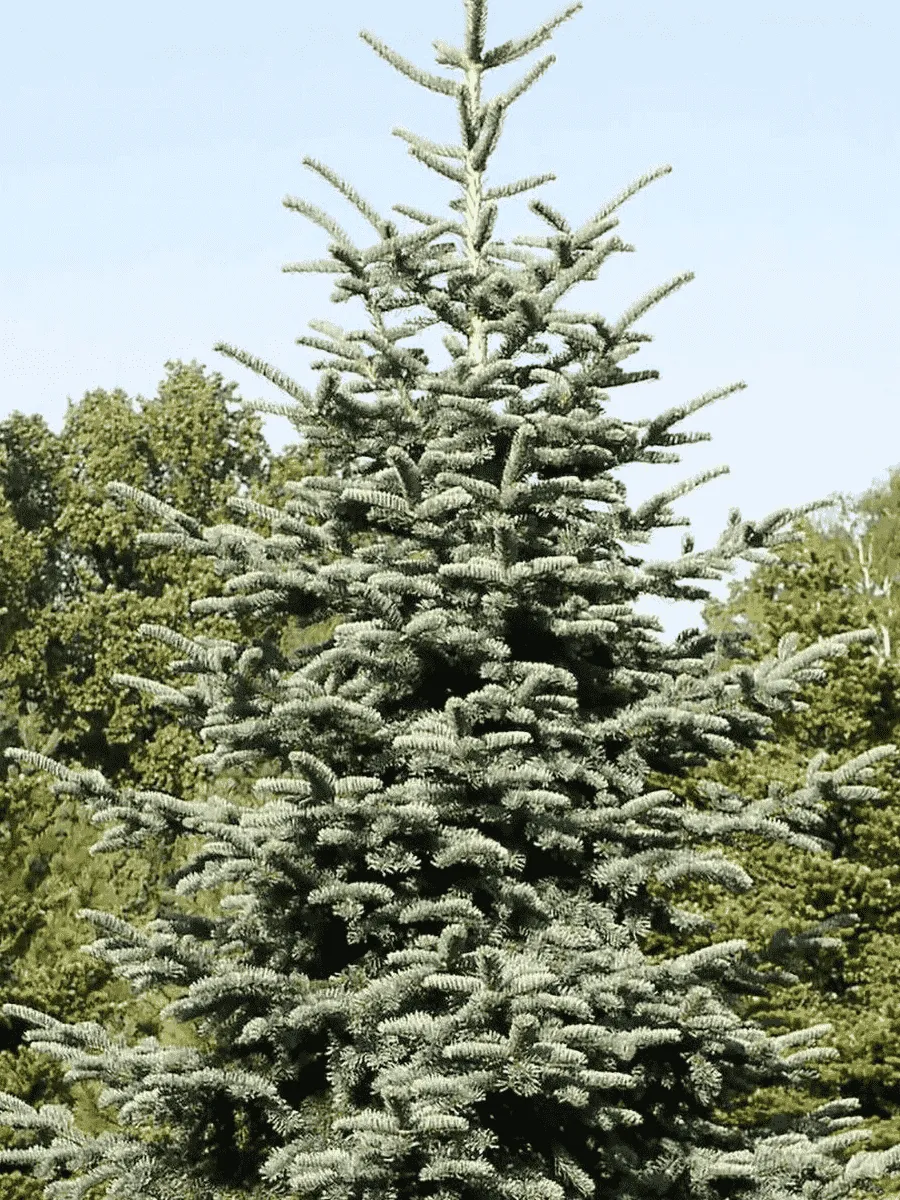 Пихта благородная Glauca