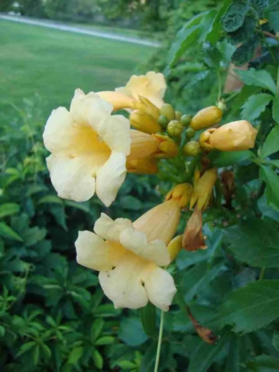 Кампсис укореняющийся Flava