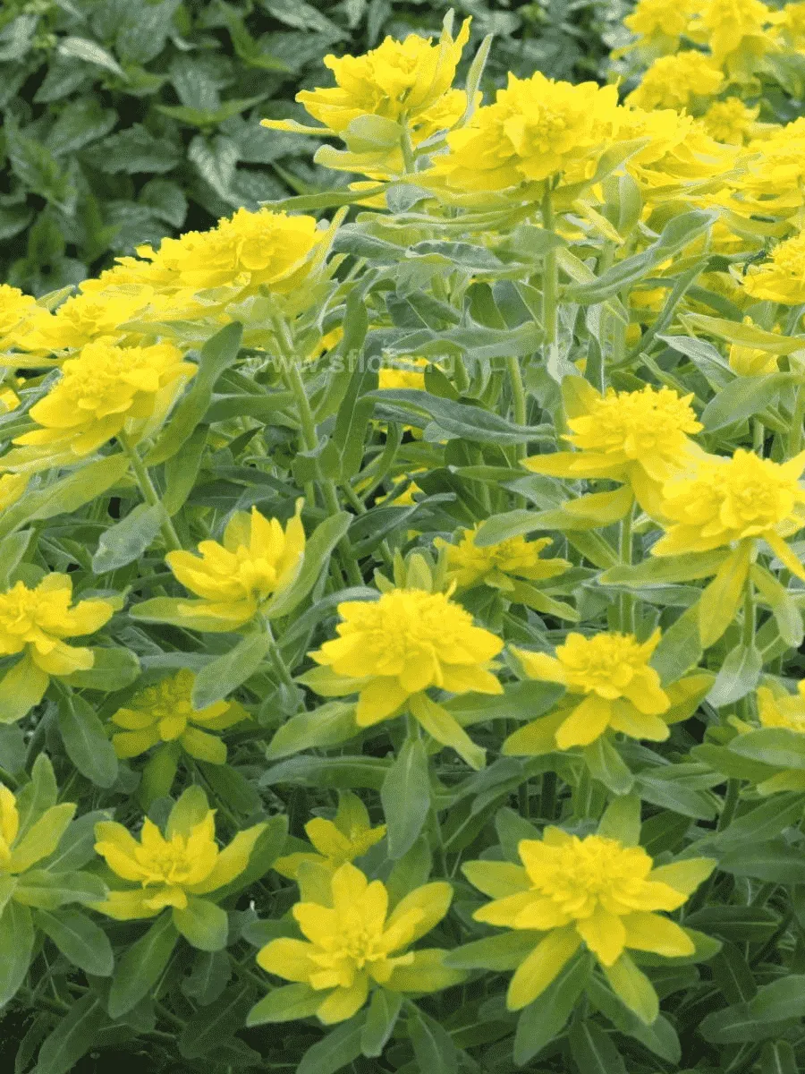 Молочай многоцветковый Senior