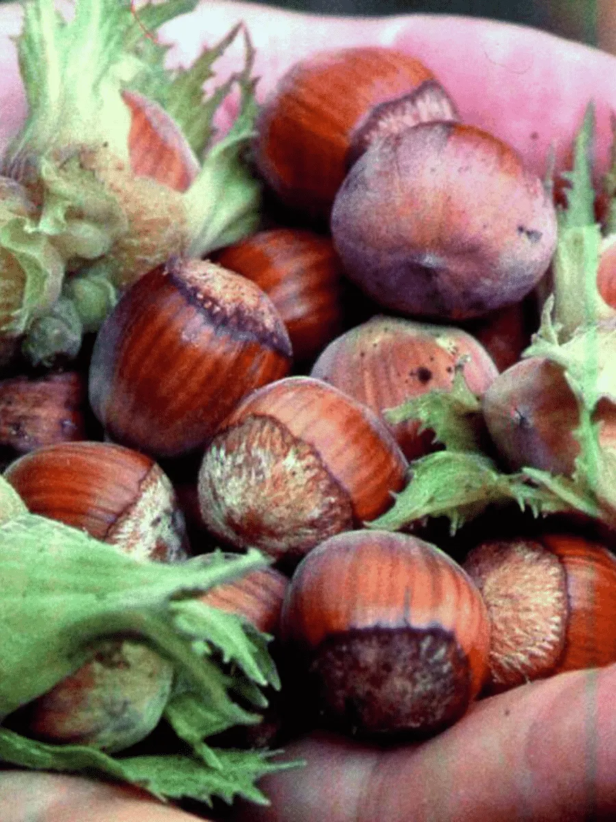 Фундук Hall's Giant