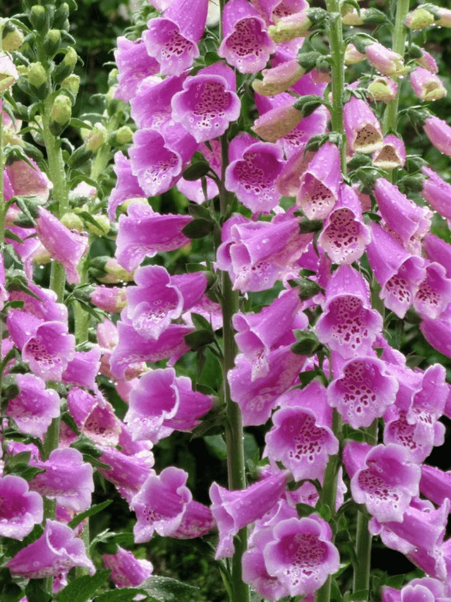 Наперстянка