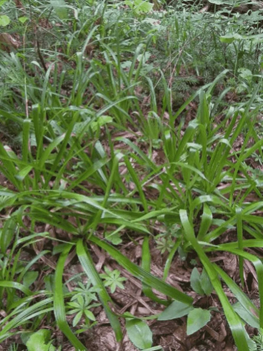 Ожика лесная Starmaker