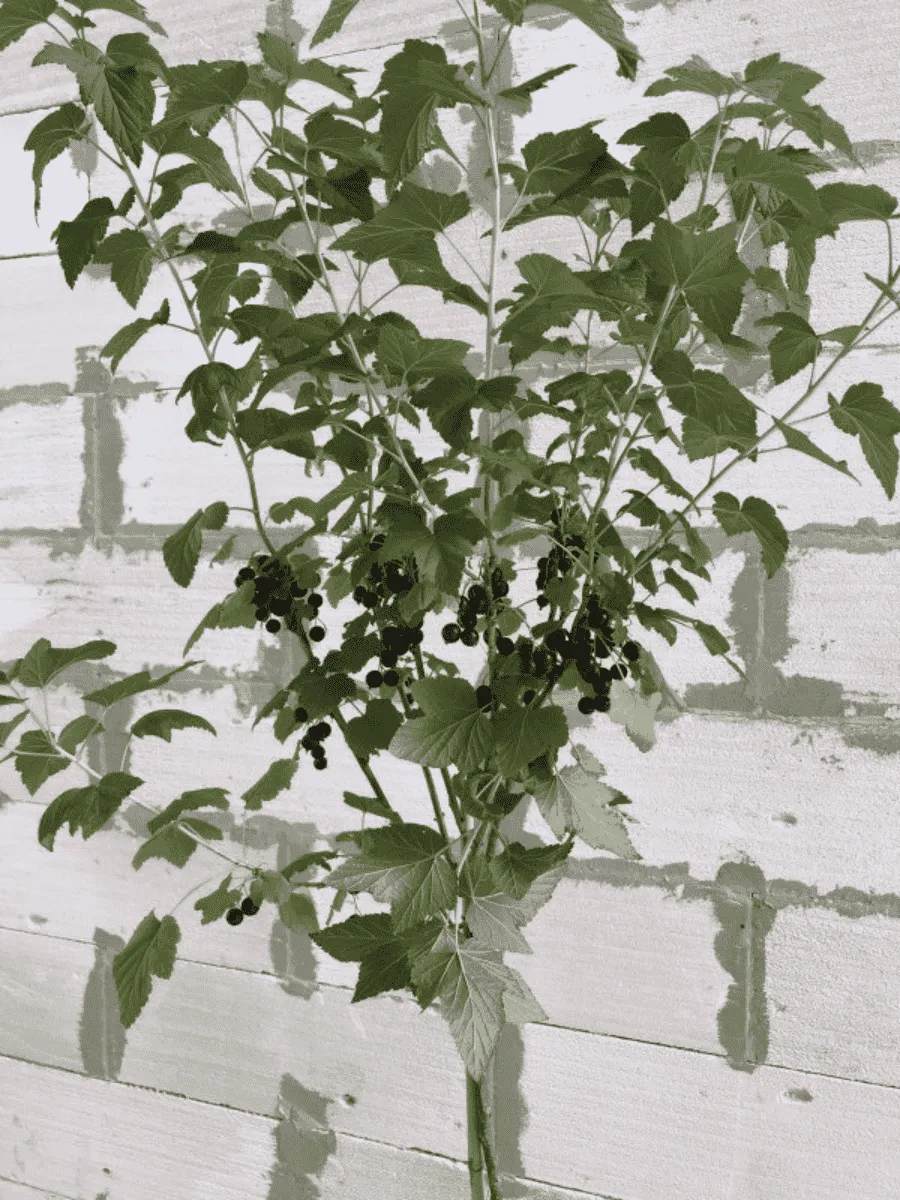 Смородина черная Титания на штамбе