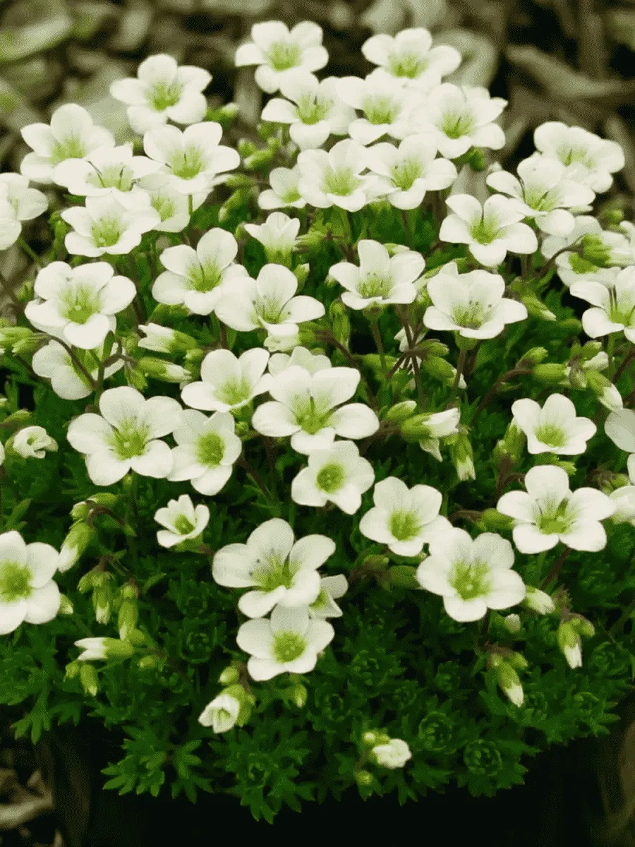 Камнеломка