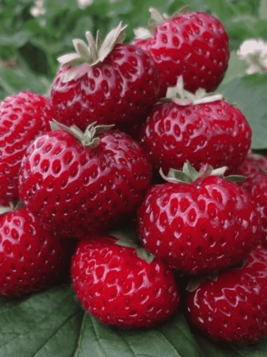 Земляника садовая Мице Шиндлер