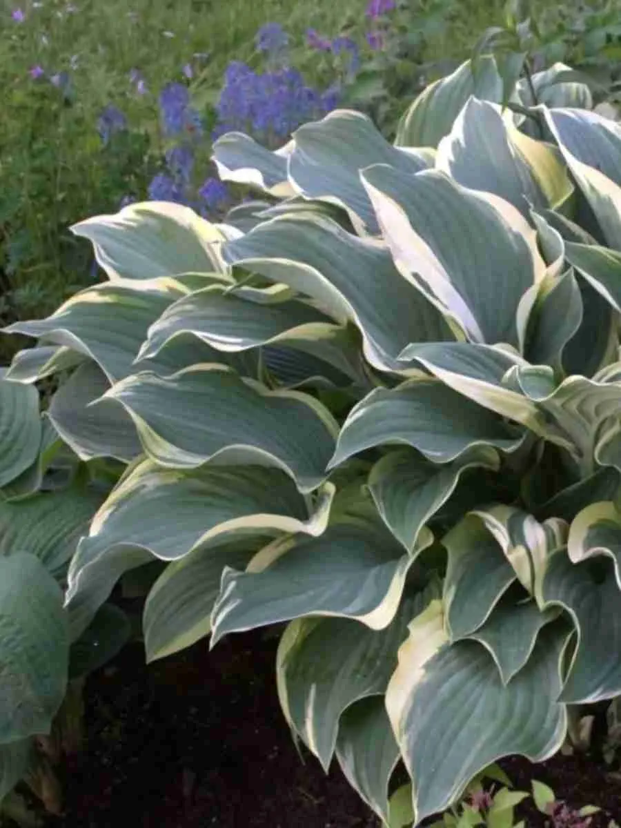Хоста Regal Splendor