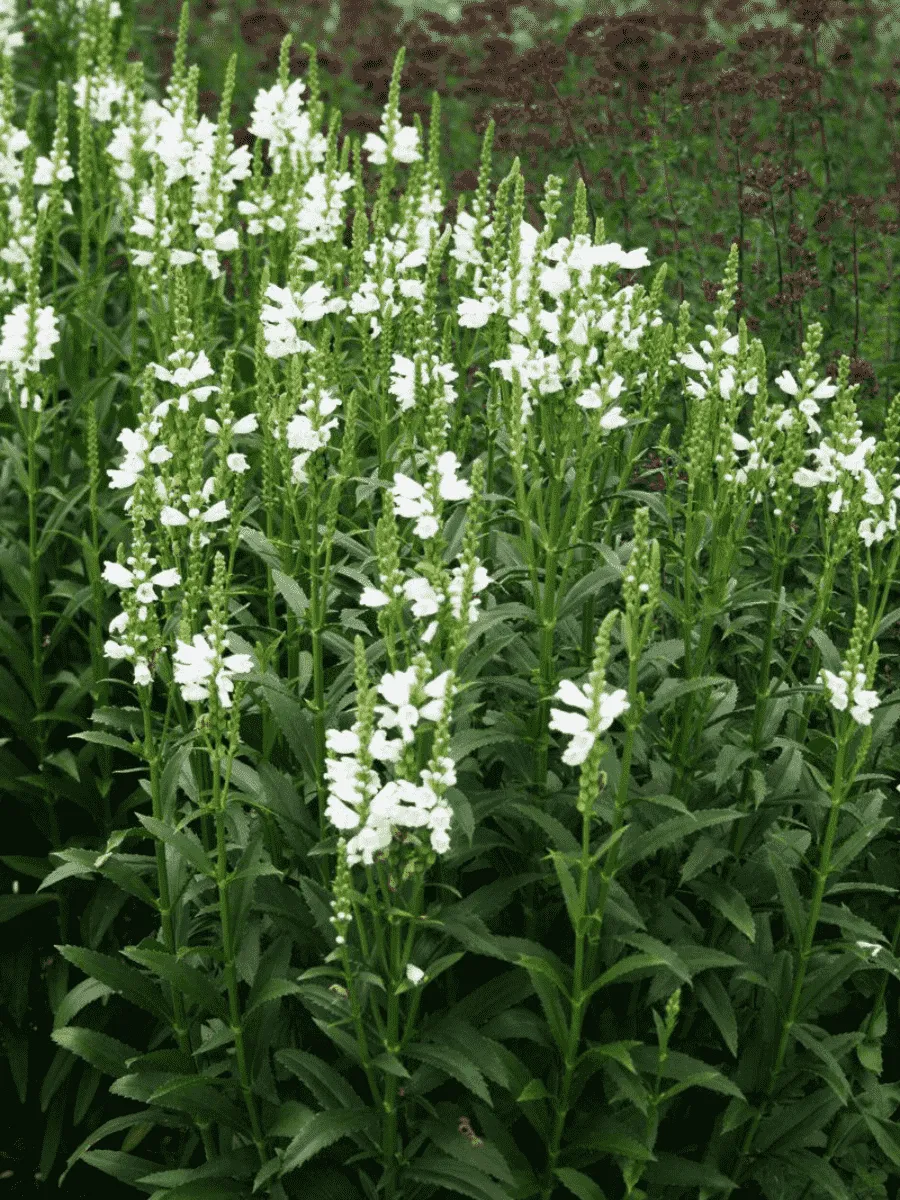 Физостегия виргинская Miss Manners