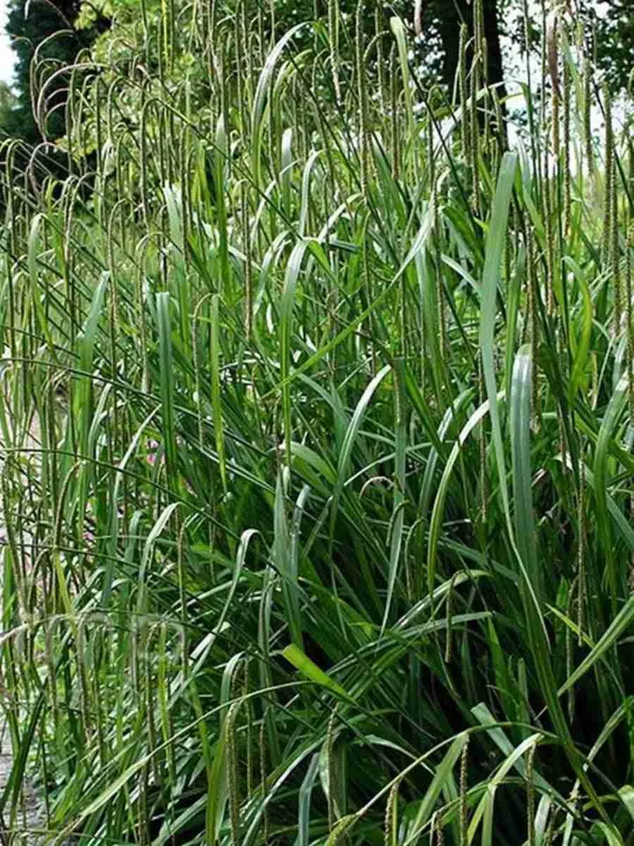 Осока повислая