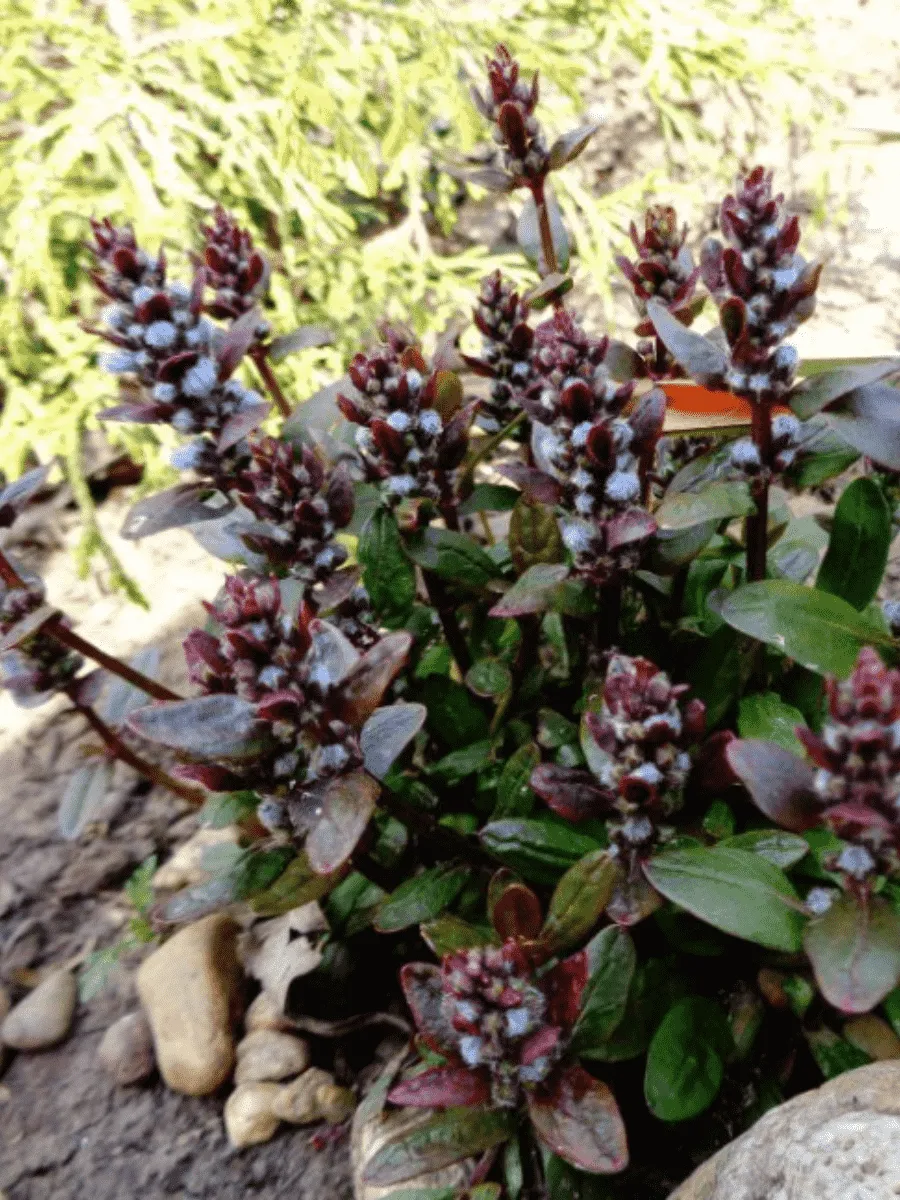 Живучка ползучая Chocolate  Chips