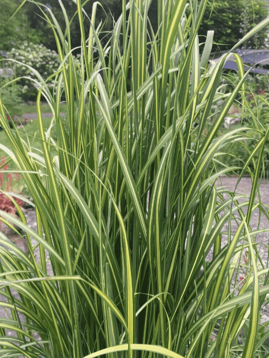 Вейник остроцветковый Eldorado