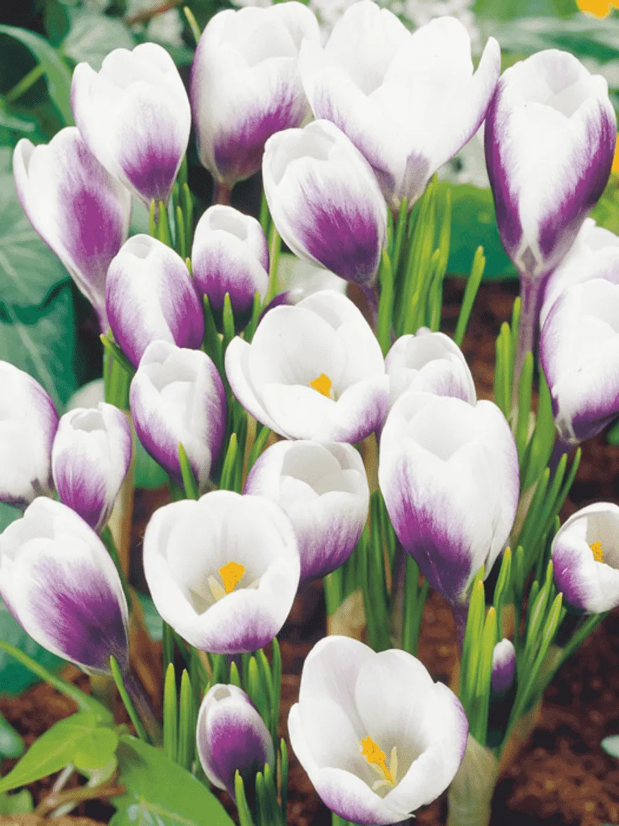 Крокус Ботанический Prins Claus