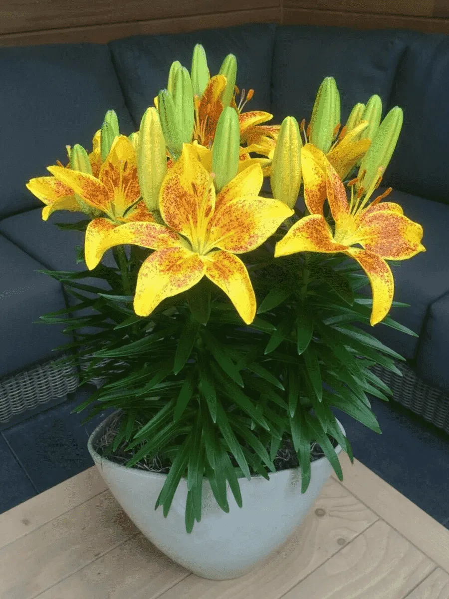 Лилия Tiny Parrot