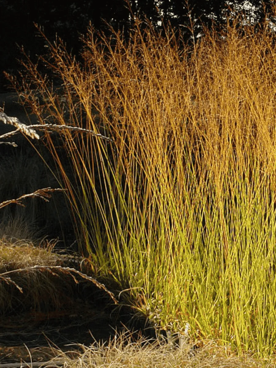 Молиния голубая Windsaule