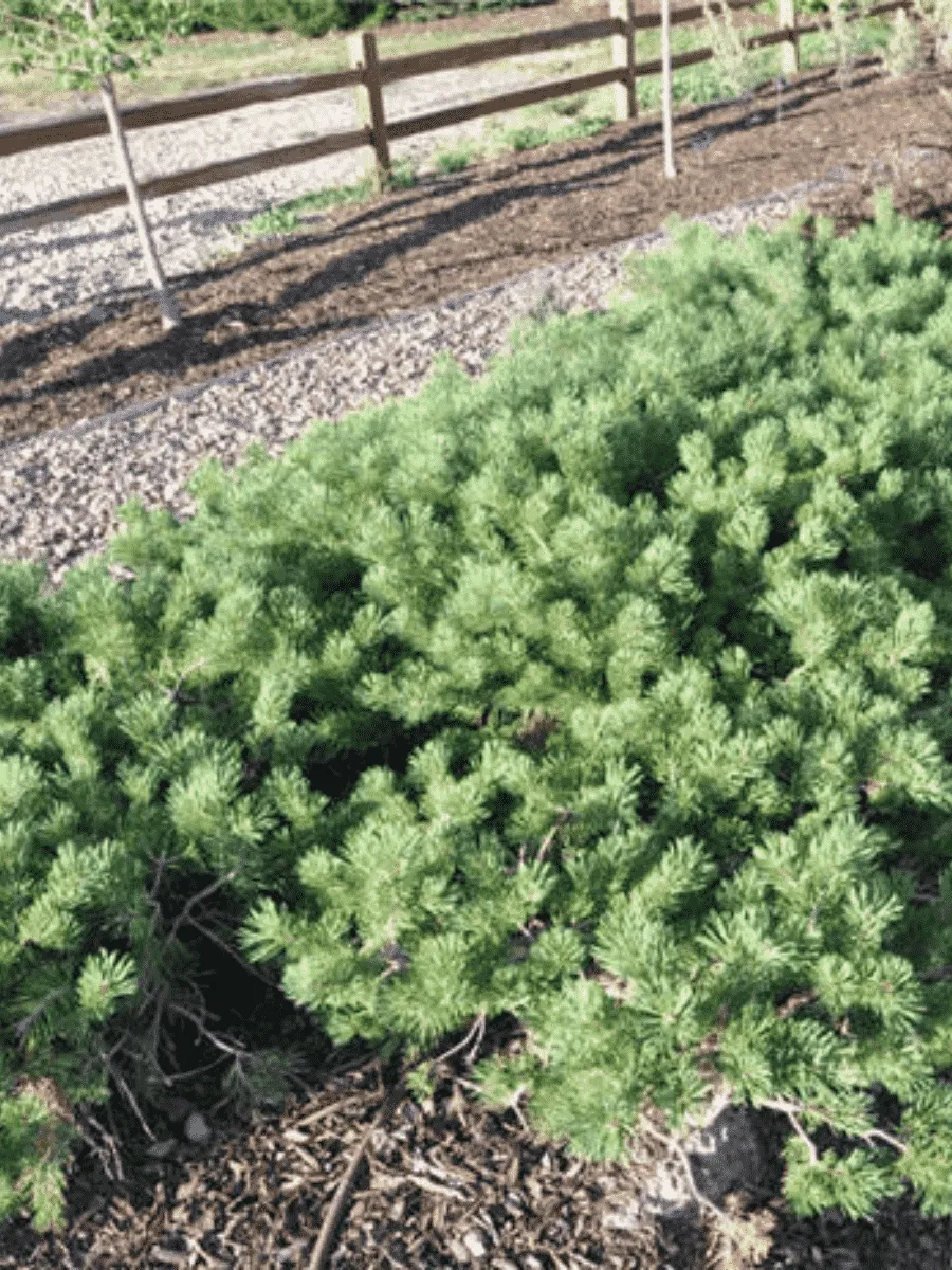 Сосна обыкновенная Hilside Creeper