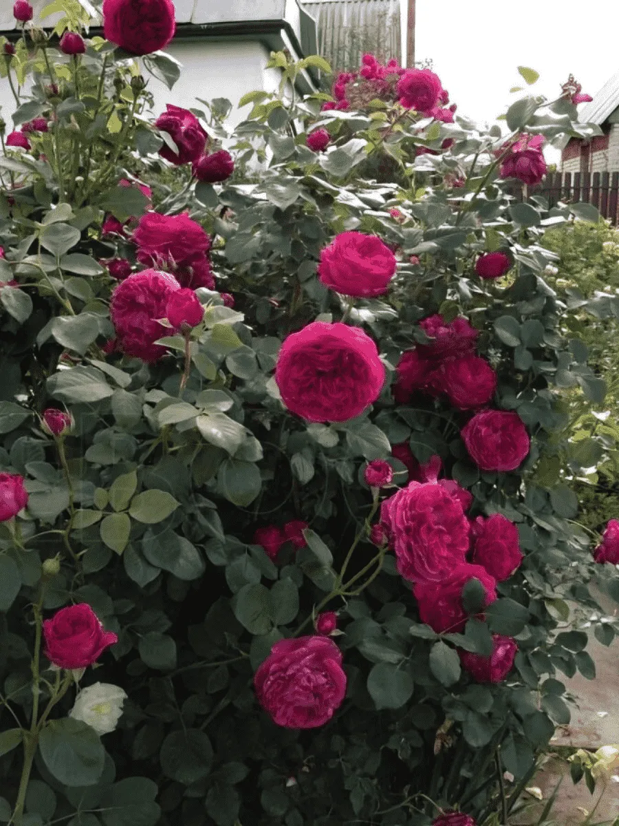 Роза Английская кустовая Falstaff