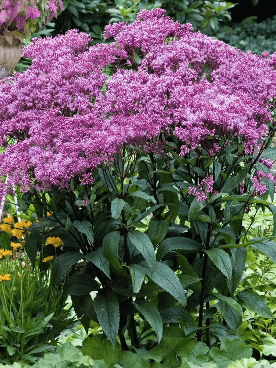 Посконник пятнистый Baby Joe