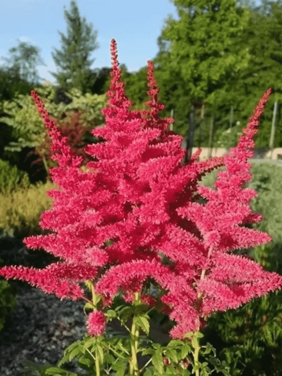 Астильба гибридная Younique Ruby Red