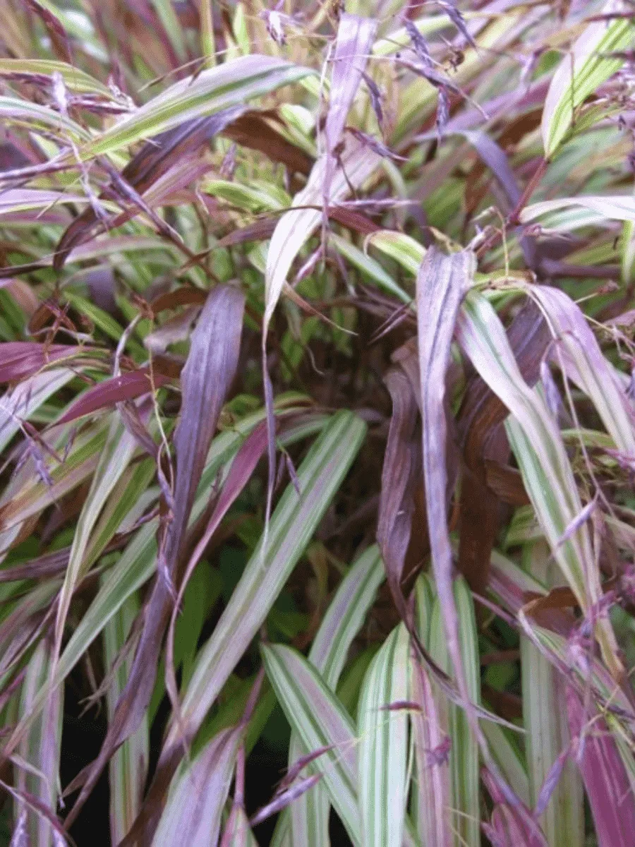 Хаконехлоа большая Naomi