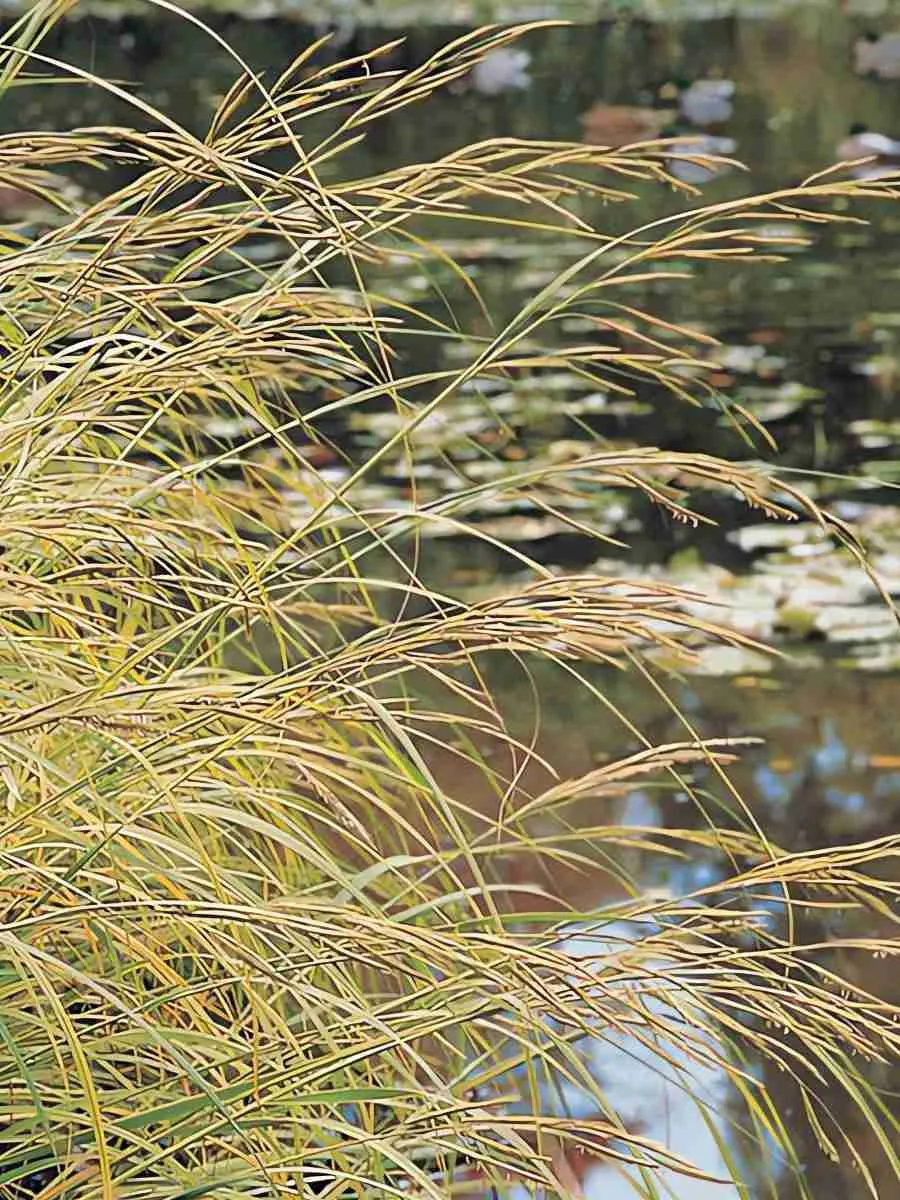 Молиния тростниковая Cordoba