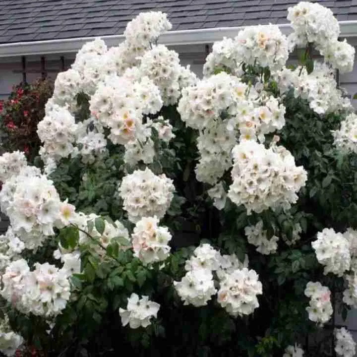 Роза кустовая Rosalita